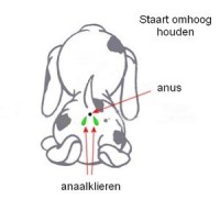 anaalklieren