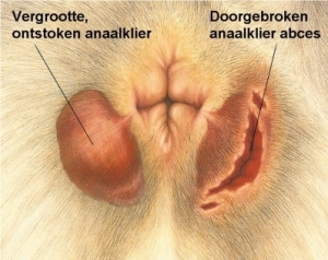 anaalklieren