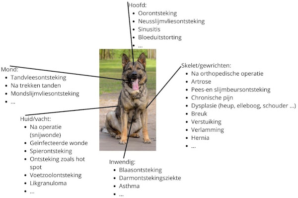 goede dierenartsen met laserbehandeling